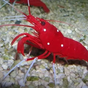 Lysmata Debelius - Gamberetto pulitore rosso fuoco - reef