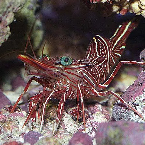 Rhynchocinetes Uritai - Gamberetto cammello - Gambero Gobbetto