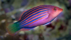 Pseudocheilinus HEXATAENIA (Labride dalle sei linee)