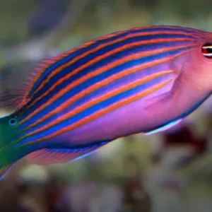 Pseudocheilinus HEXATAENIA (Labride dalle sei linee)
