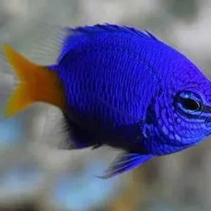 Chrysiptera PARASEMA - Damigella Blu coda Gialla