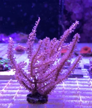 Pinnigorgia pink L - Gorgonia - Corallo molle facile - frag 10-15 cm