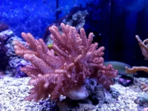 Sinularia Brassica - Finger Coral Cactus - Corallo molle facile - frag 4-6 cm