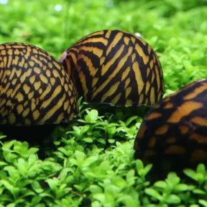 Neritina natalensis Tiger Tigre Batik 2 cm mangia alghe nere a pennello