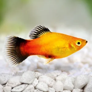 Platy Pineaple Wagtail, xiphophorus maculatus 3 cm