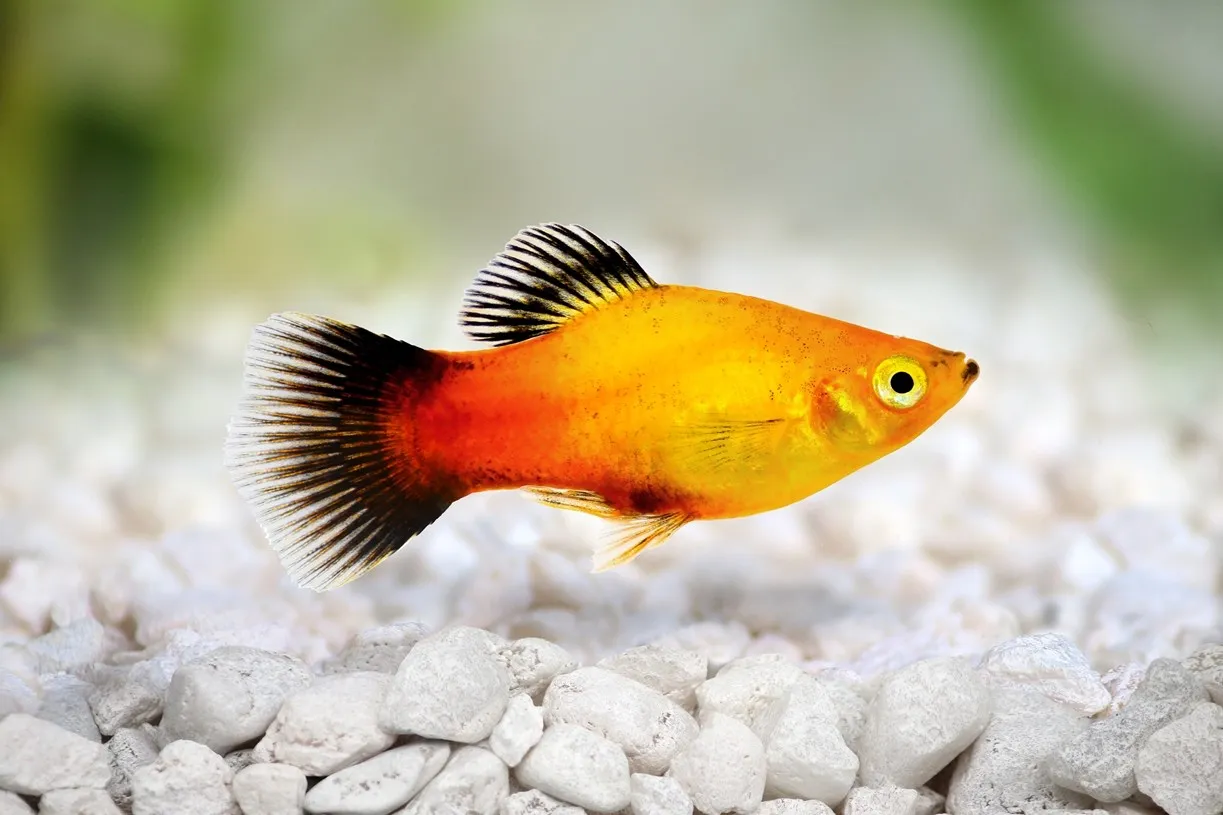 Platy Pineaple Wagtail, xiphophorus maculatus 3 cm