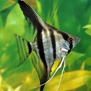 Pterophyllum Scalare Classic 4-6 cm