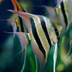 Pterophyllum Altum Peruensis - 2-6 cm