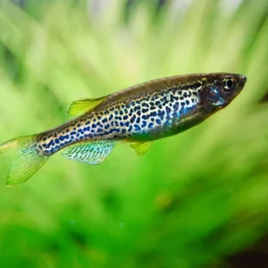 Brachydanio Frankei - Leopard Danio 2-3 cm - Danio Leopardato