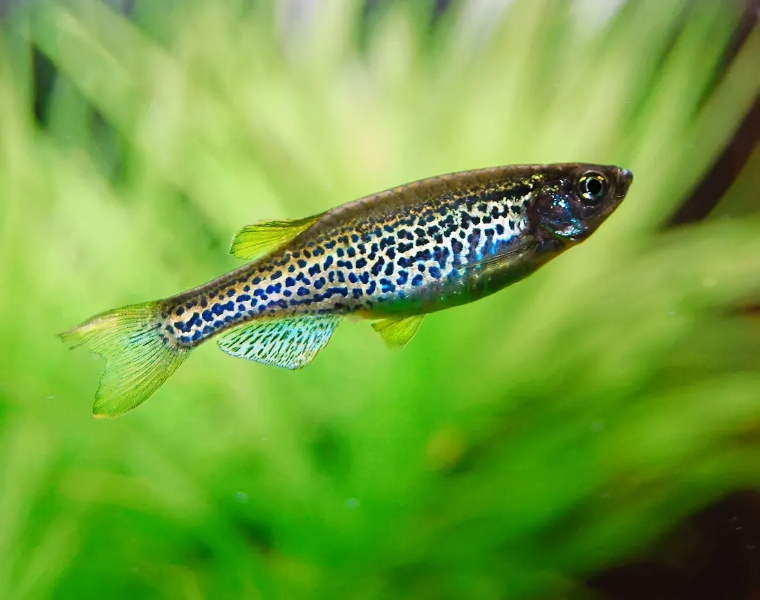 Brachydanio Frankei - Leopard Danio 2-3 cm - Danio Leopardato