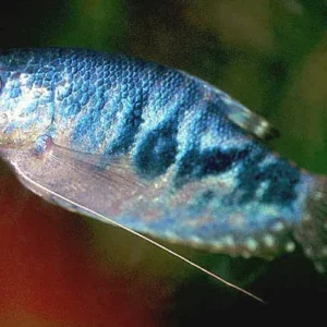 Trichogaster trichopterus Blue Cosby, Gurami blu 4-6 cm