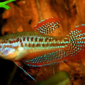 Trichopsis Pumilus - Gourami Pigmeo - 1,5 - 2,5 cm - Nanofish