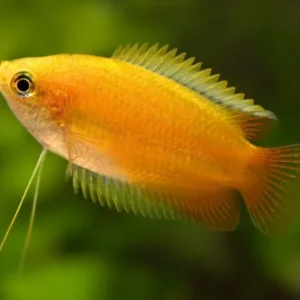 Colisa Chuna gold - Honey Gourami - Trichogaster chuna - 4 cm - Nanofish