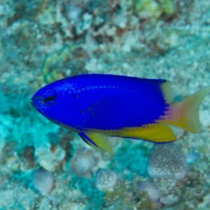 Pomacentrus Coelestis metallic blue-yellow (Damigella neon)e-yellow (Damigella neon)
