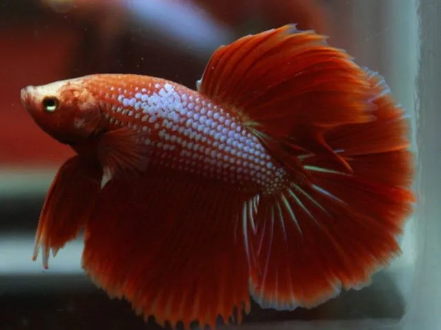 Betta splendens halfmoon red, pesce combattente maschio 5 cm