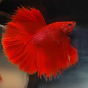 Betta splendens halfmoon red, pesce combattente maschio 5 cm