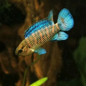 Badis Badis - Pesce camaleonte - 4 cm