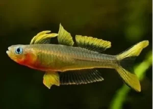 Pseudomugil furcatus - Popondetta furcata - pesce arcobaleno 2 cm