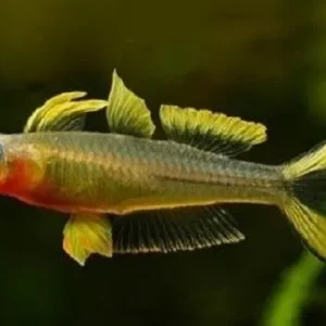 Pseudomugil furcatus - Popondetta furcata - pesce arcobaleno 2 cm