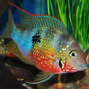 Cichlasoma ellioti 3-6 cm - Ciclidi Americani - Thorichthys ellioti