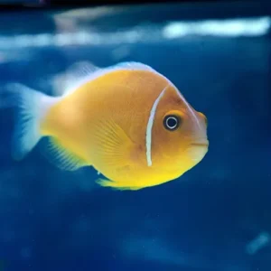 Amphiprion Perideraion (Pesce pagliaccio dorso bianco)