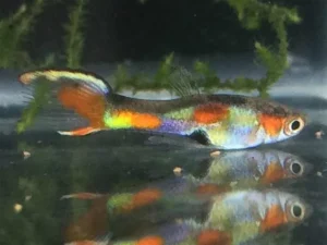 Coppia di POECILIA WINGEI FLAME TAIL, endler puri