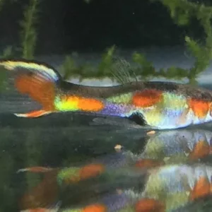 Coppia di POECILIA WINGEI FLAME TAIL, endler puri