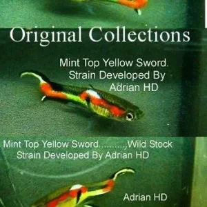 Coppia di POECILIA WINGEI MINT TOP YELLOW SWORD, endler puri