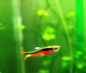Coppia di POECILIA WINGEI Red-Black, endler