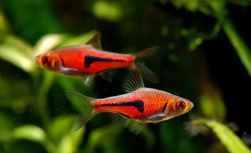 Trigonostigma espei – Lambchop Rasbora 1,5-3 cm