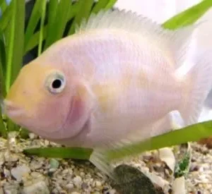 Cichlasoma Nigrofasciatum albino 6 cm - Ciclidi Americani