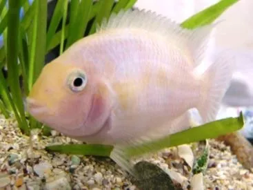 Cichlasoma Nigrofasciatum albino 6 cm - Ciclidi Americani