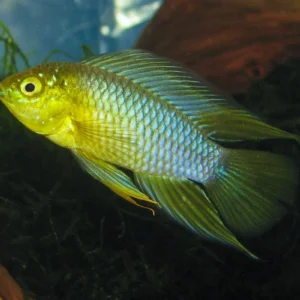 Apistogramma Borellii 3-4 cm - maschio e femmina - ciclidi nani
