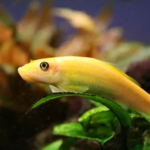 Gyrinocheilus aymonieri gold 4-5 cm - Pesce pulitore mangia-alghe nere