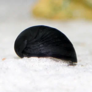 Neritina sp. Black Helmet 2 cm mangia alghe nere a pennello