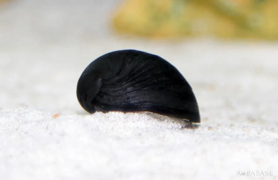 Neritina sp. Black Helmet 2 cm mangia alghe nere a pennello