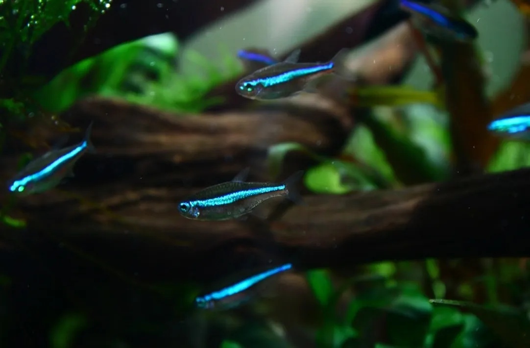 Paracheirodon Simulans, Tetra Neon verde 1,5-2 cm