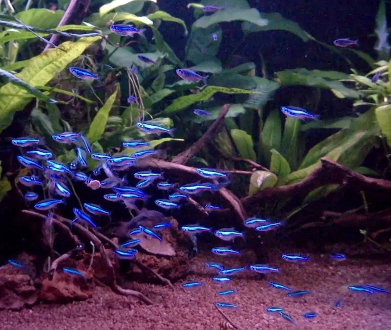 Paracheirodon Simulans, Tetra Neon verde 1,5-2 cm