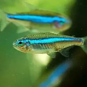 Paracheirodon Simulans, Tetra Neon verde 1,5-2 cm