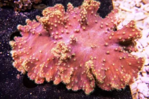 Sinularia Dura Red - Corallo molle facile - frag 5 cm