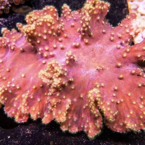 Sinularia Dura Red - Corallo molle facile - frag 5 cm