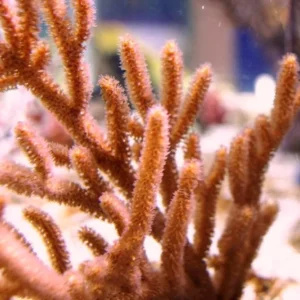 Rumphella sp - Corallo molle facile - frag 5 cm