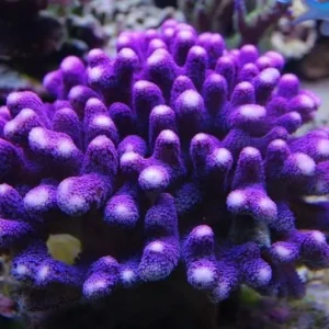 Stylophora Pistillata Milka - Corallo duro SPS- frag 3-5 cm