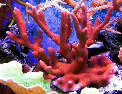 Montipora Digitata Rossa - Coralo duro SPS- frag 5-6 cm