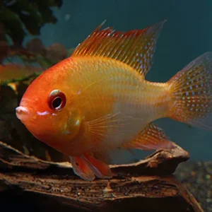 Mikrogeophagus ramirezi Gold red RAM 3-5 cm - Ciclidi Nani