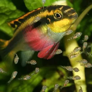 Pelvicachromis Pulcher 3,5-6 cm - ciclidi nani