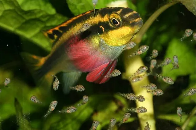 Pelvicachromis Pulcher 3,5-6 cm - ciclidi nani