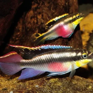 Coppia di Pelvicachromis Pulcher 3,5-6 cm - Ciclidi nani