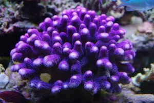 Stylophora Pistillata Milka - Corallo duro SPS- frag 6-7 cm