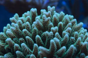 Seriatopora Caliendrum verde - Corallo duro SPS- frag 5-6 cm